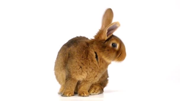 Lapin pelucheux mignon 