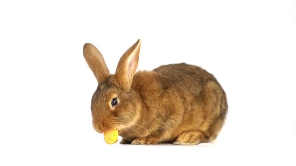 Lindo conejo marrón comiendo — Vídeos de Stock