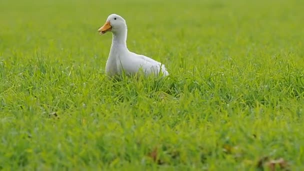 Pato caminando en la hierba — Vídeo de stock