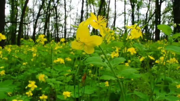 Celandine in spring wood — Stock Video