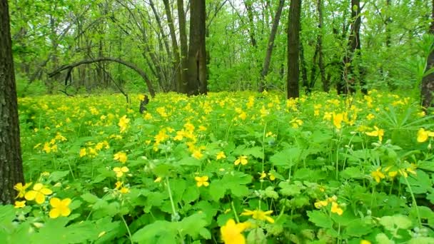 Celandine em madeira de primavera — Vídeo de Stock