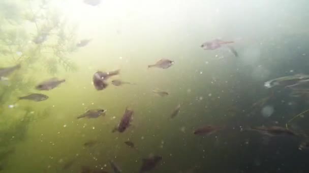 Galleggianti di pesce in fiume — Video Stock