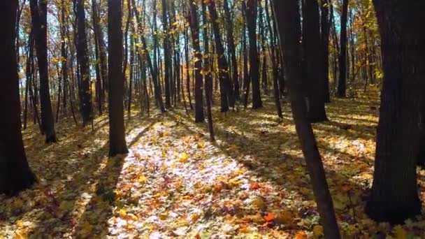 Autumn wood with sun rays — Stock Video