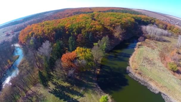 Herfst bos bomen — Stockvideo