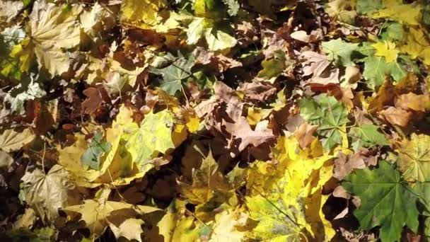 Feuilles tombées sur le sol — Video