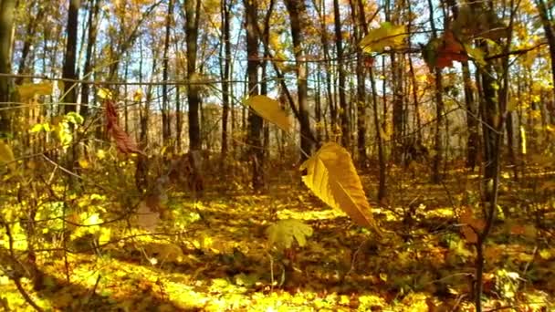 Autumn wood with sun rays — Stock Video