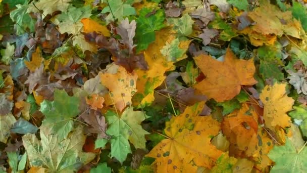 Fallen leaves on ground — Stock Video