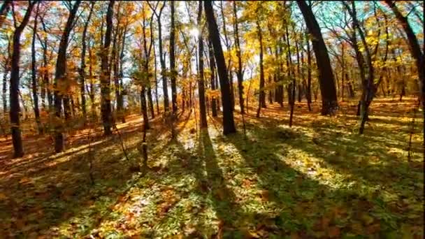 Herfst hout met zonnestralen — Stockvideo