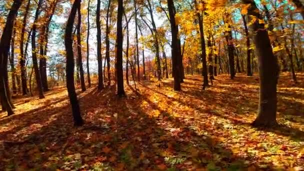 Осенний лес с солнечными лучами — стоковое видео