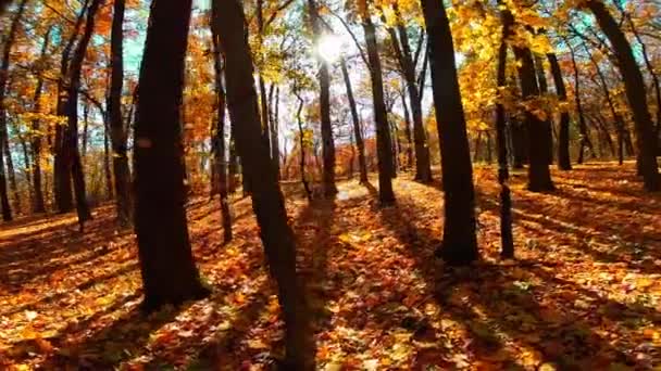 Autumn wood with sun rays — Stock Video