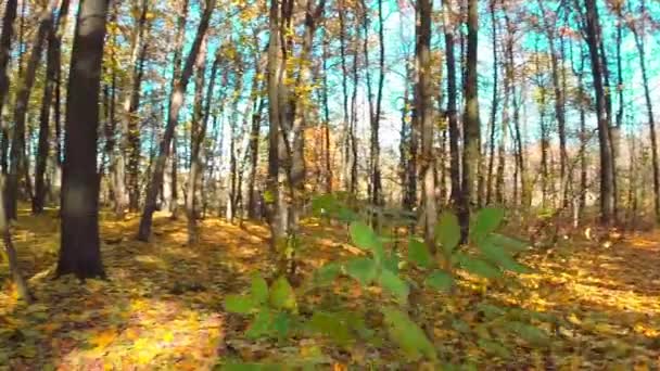 Φθινόπωρο ξύλο με τις ακτίνες του ήλιου — Αρχείο Βίντεο