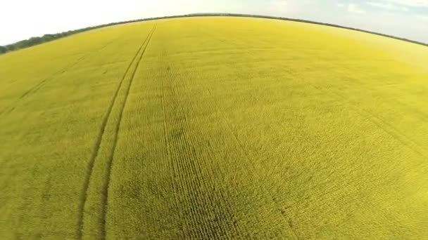 Volo sul campo di grano — Video Stock