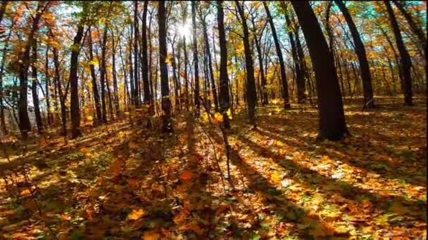 Autumn wood with sun rays — Stock Video