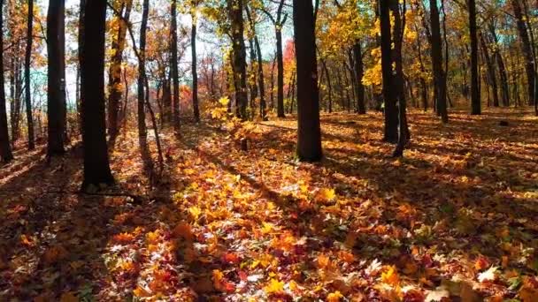 Autumn wood with sun rays — Stock Video