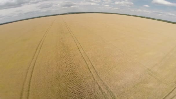 Vlucht over tarweveld — Stockvideo