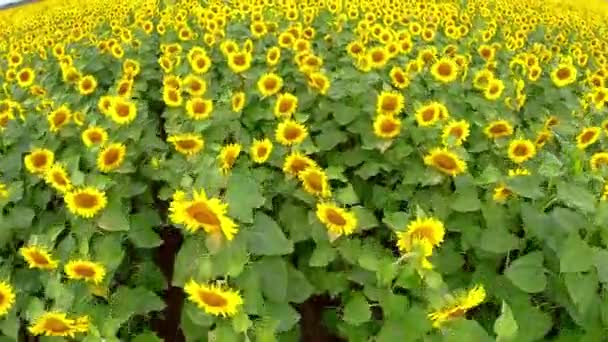 Heldere veld een zonnebloemen — Stockvideo