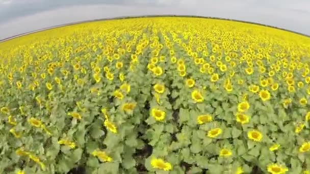 Campo brillante un girasol — Vídeo de stock