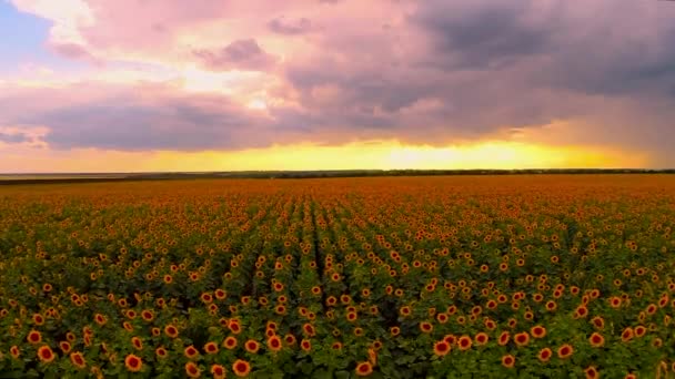 Sonnenblumenfeld mit natürlichem Klang — Stockvideo