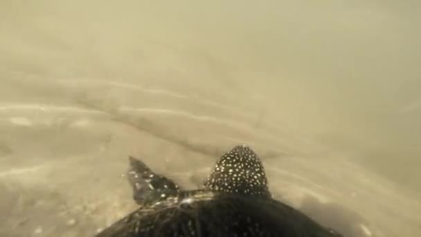 Turtle flyter i vatten — Stockvideo