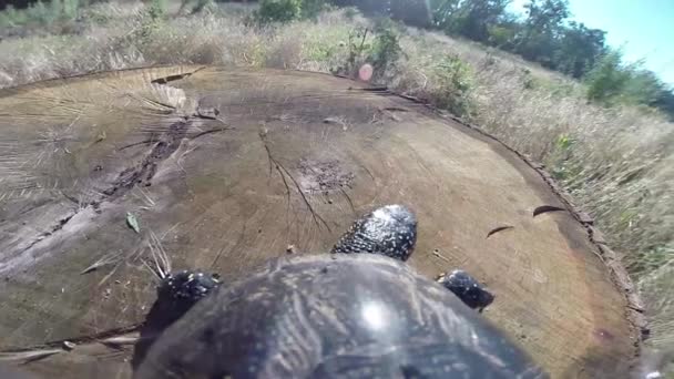 Schildkröte geht in Fluss — Stockvideo