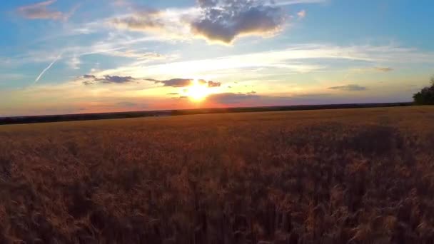 Campo de trigo ao pôr do sol — Vídeo de Stock