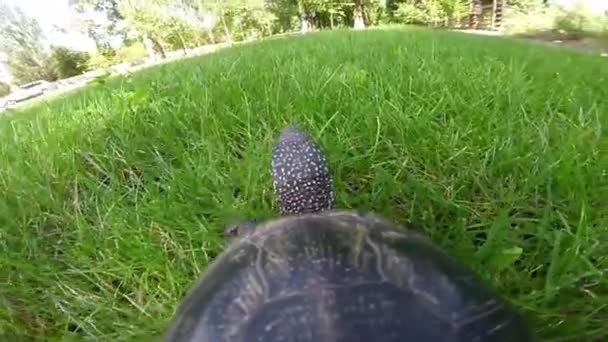 Tortue va sur l'herbe — Video