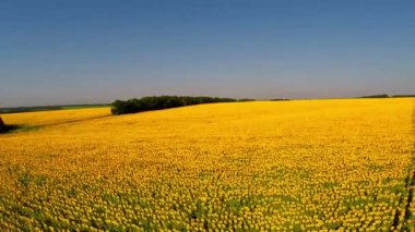 Ayçiçeği Üstten Görünüm