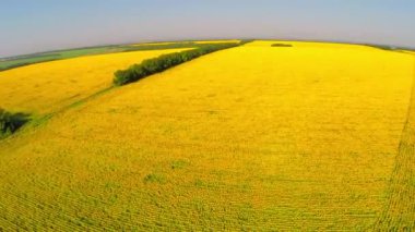 Ayçiçeği doğal ses ile alan