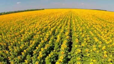 Ayçiçeği Üstten Görünüm