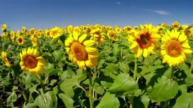 Rüzgar ayçiçeği sways