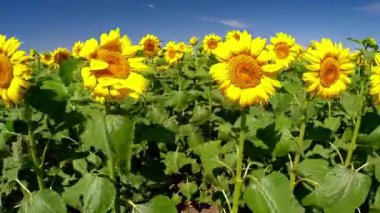 Rüzgar ayçiçeği sways