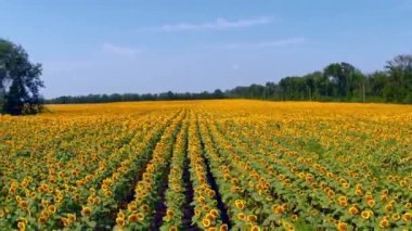 alanında parlak ayçiçeği