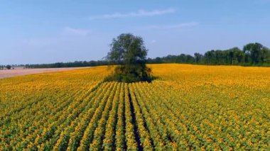 alanında parlak ayçiçeği