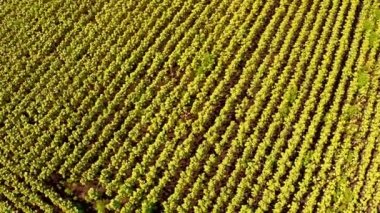 alan ayçiçeği doğal ses ile