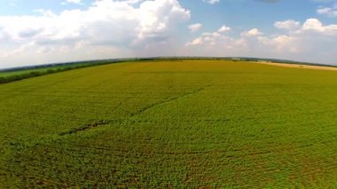 alan ayçiçeği doğal ses ile