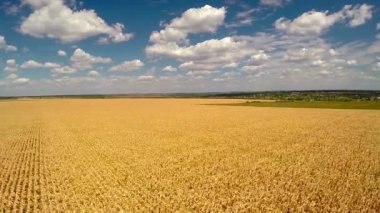 sarı mısır tarlası görünümü