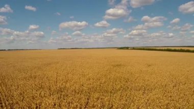 sarı mısır tarlası görünümü