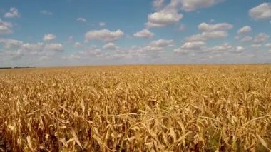 sarı mısır tarlası görünümü