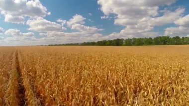 sarı mısır tarlası görünümü