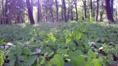 Yabani üzüm üzüm