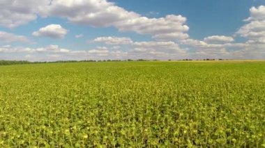 alan ayçiçeği doğal ses ile