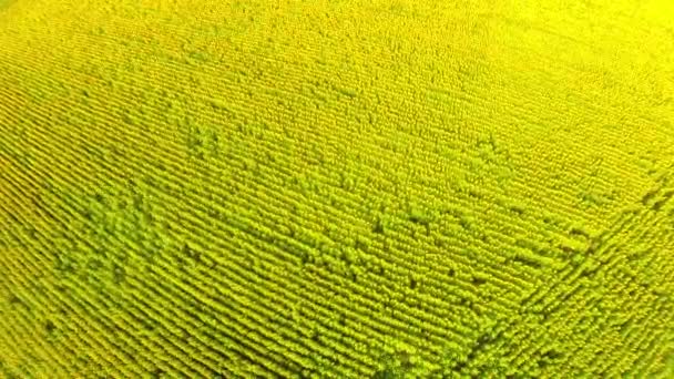 Campo girasol con sonido natural — Vídeo de stock