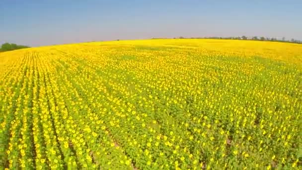 Vue du dessus des tournesols — Video