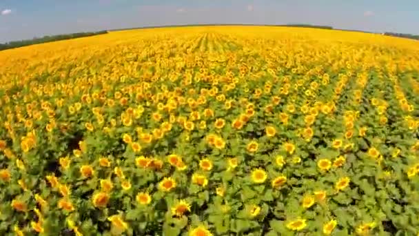 Vista superior de los girasoles — Vídeos de Stock