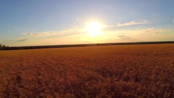 Vetefält vid solnedgången — Stockvideo