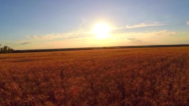 Búza mező naplementekor — Stock videók