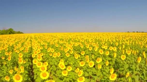 Bovenaanzicht van zonnebloemen — Stockvideo