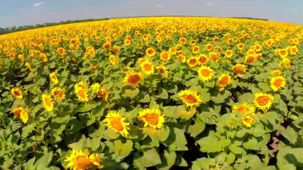 Bovenaanzicht van zonnebloemen — Stockvideo