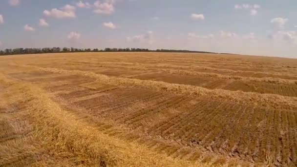 Воздушное поле пшеницы — стоковое видео