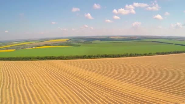 Luchtfoto gebied van tarwe — Stockvideo